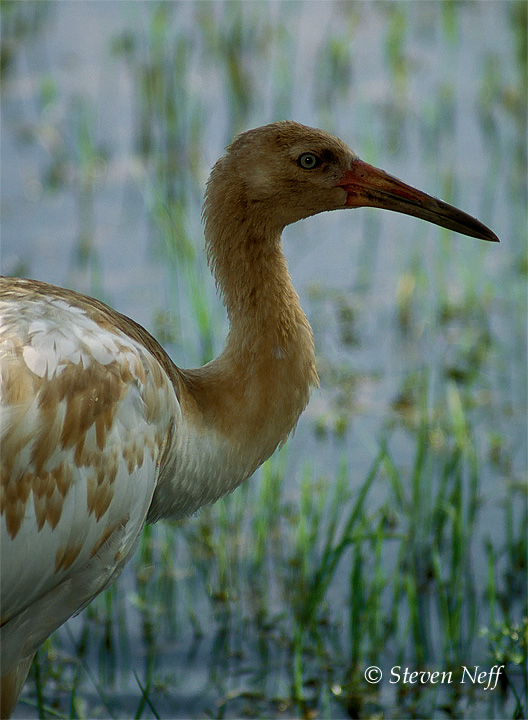 Florida Whooper