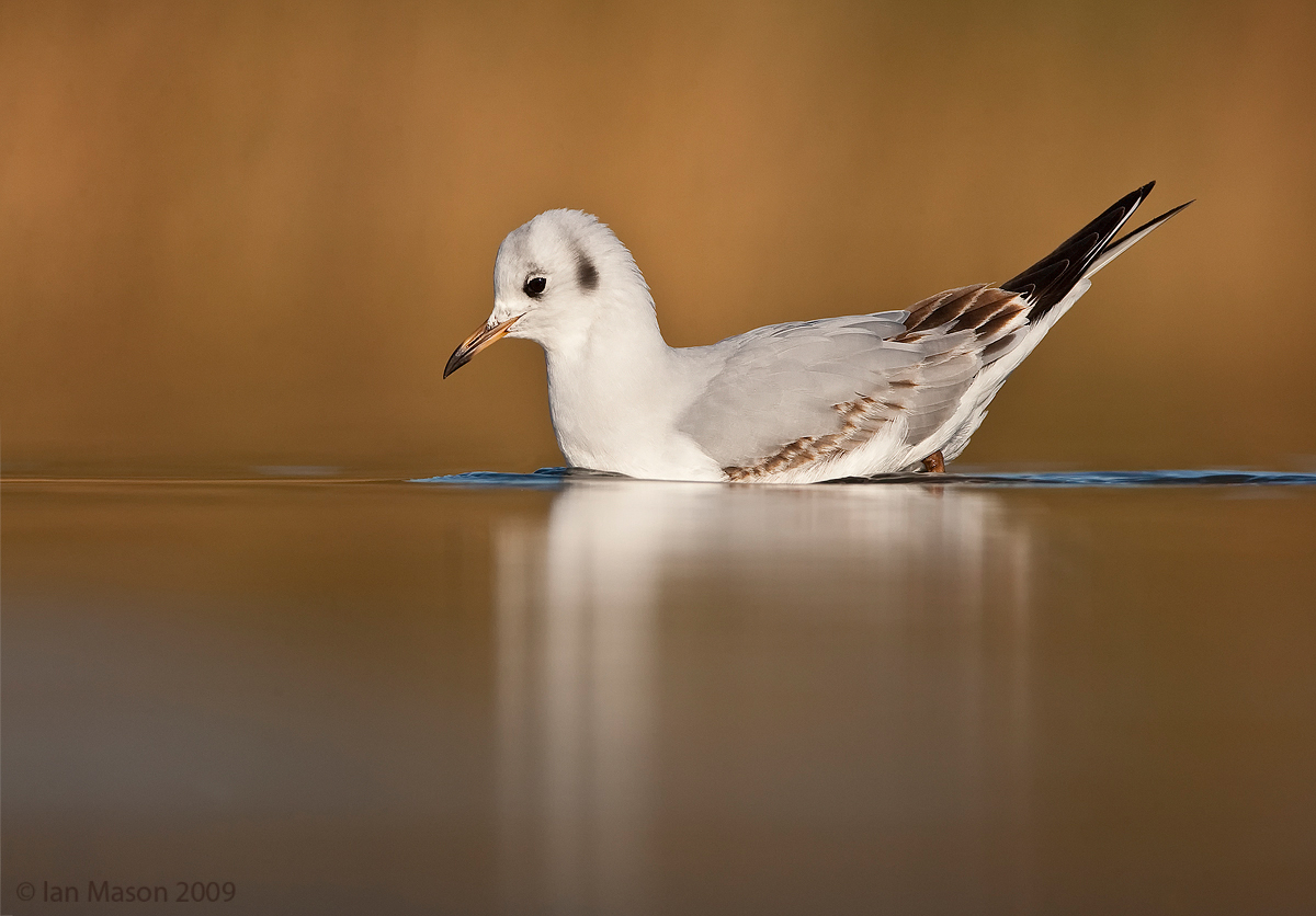 Blac Headed Gull
