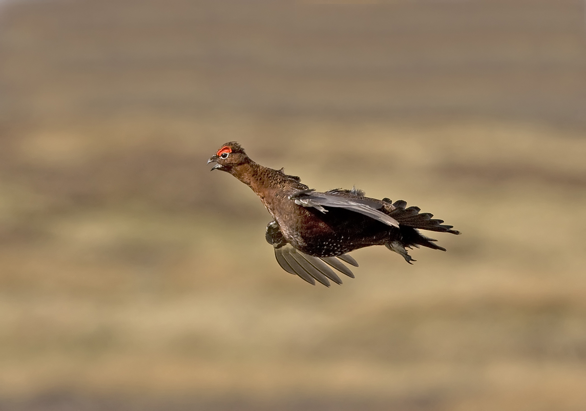 Red Grouse in flight