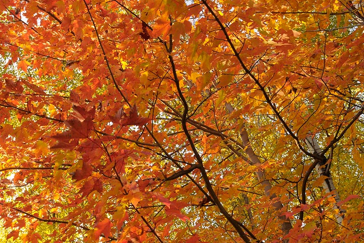Quebec maples