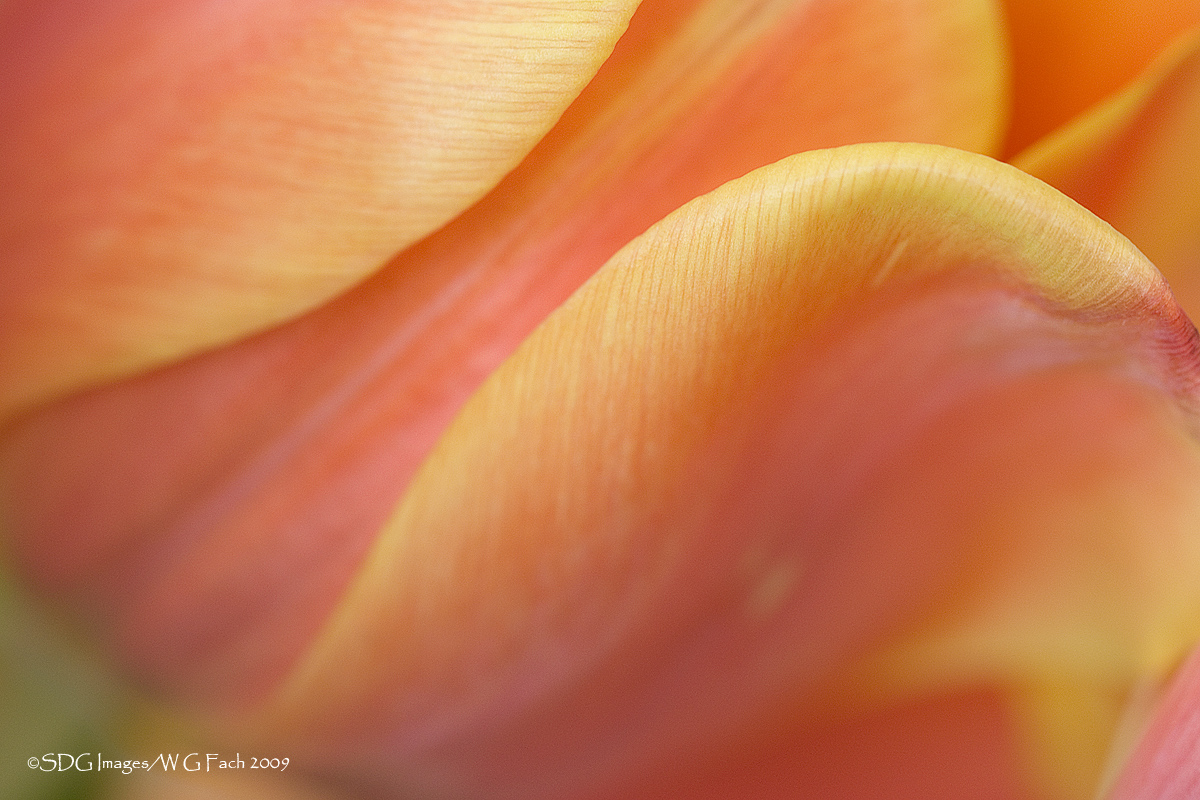 Tulipetalscape
