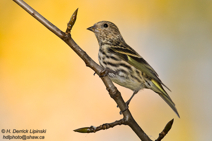 Pine Siskin