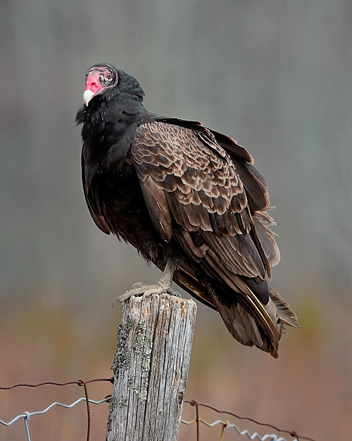 Turkey vulture
