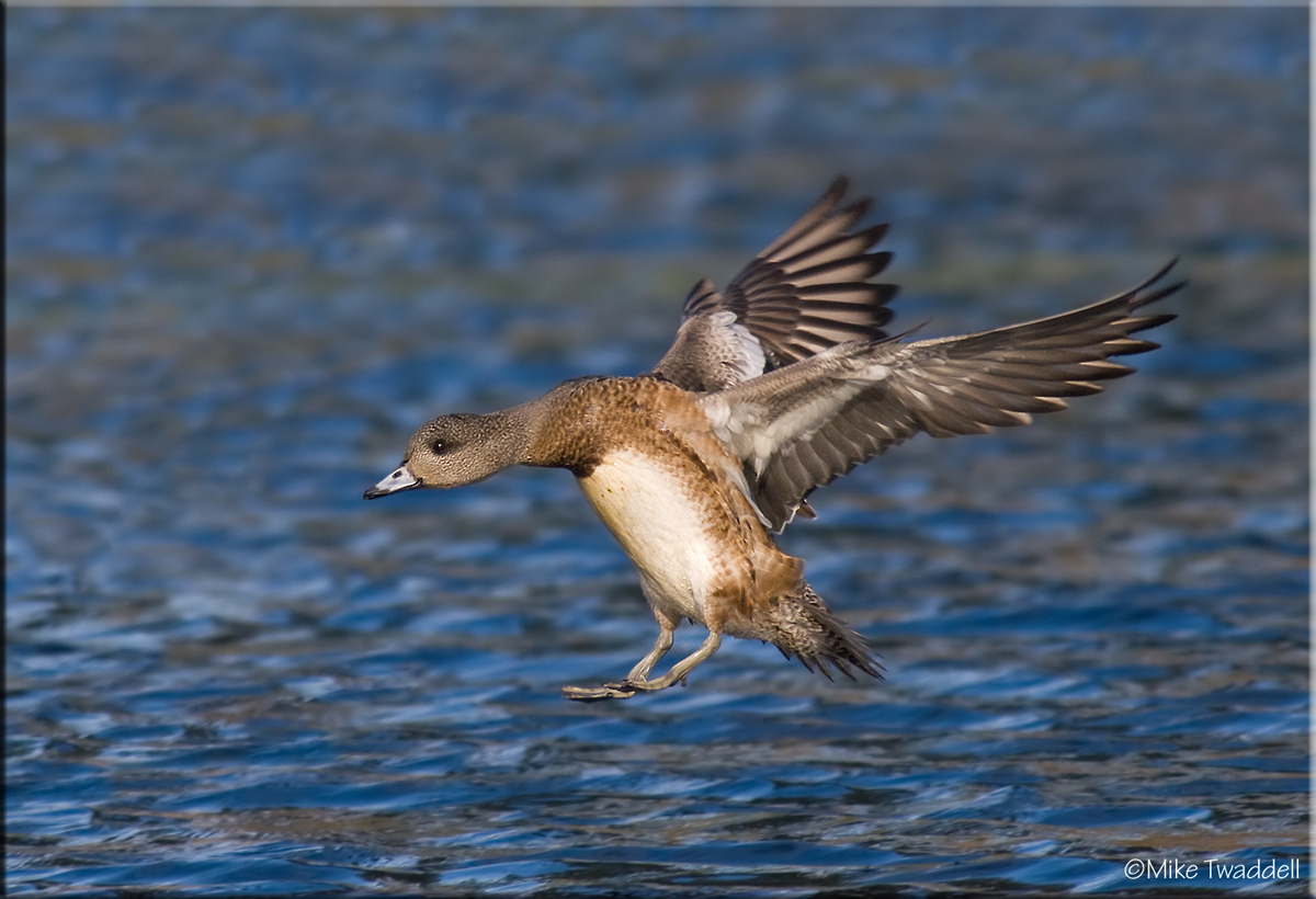 Another Widgeon