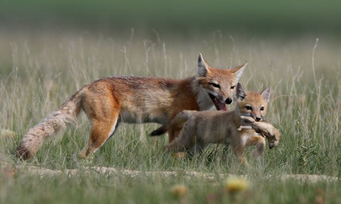 Swift fox pup with lunch