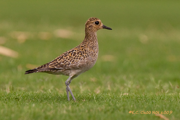 Pacific Golden Plover