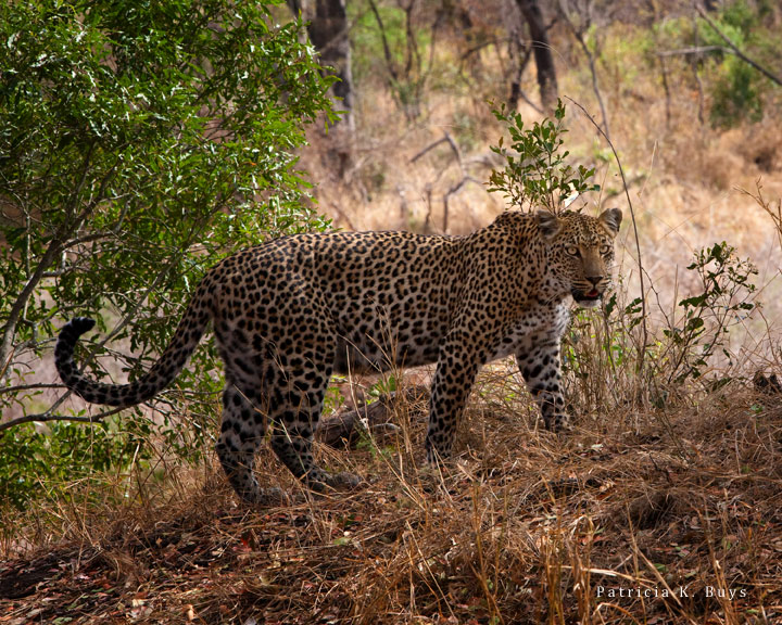 Leopard Walk About