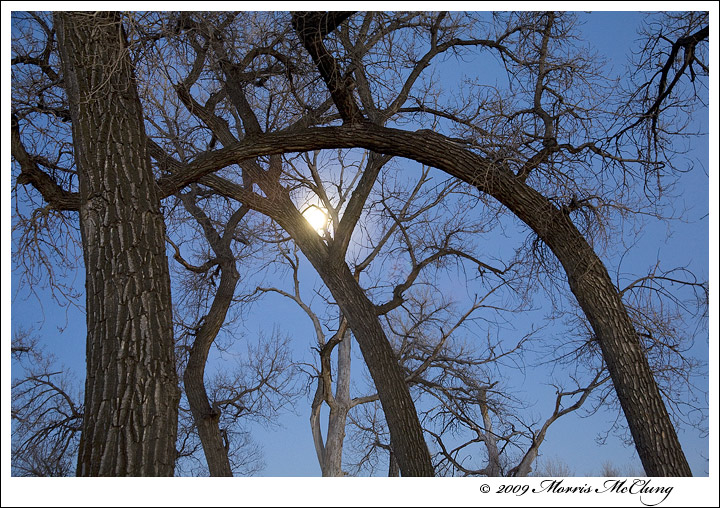 Moondance