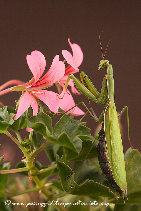 Mantis