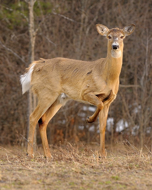 Spring deer