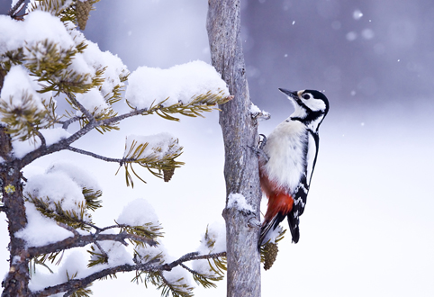 Great Spotted Woodpecker
