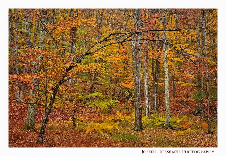 Backcountry Color