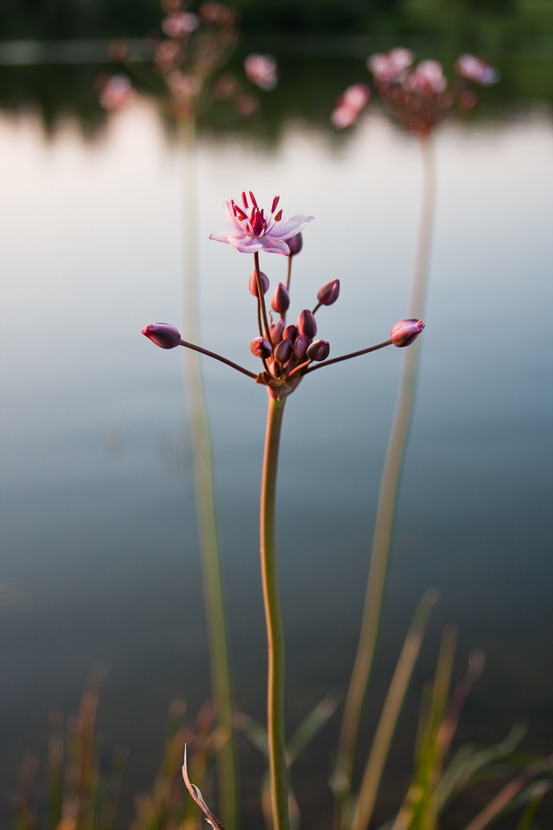 Lone Blossom