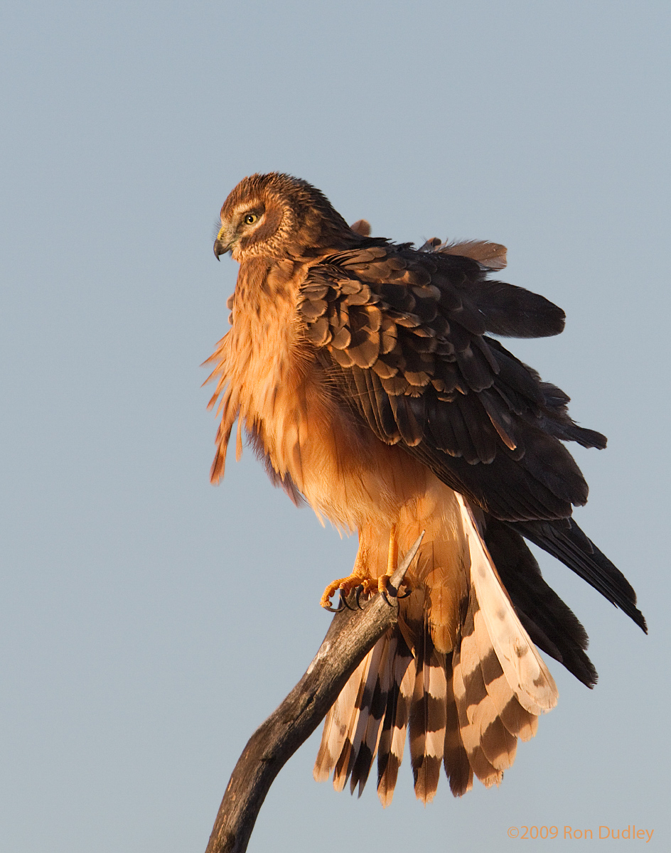 Northern Harrier