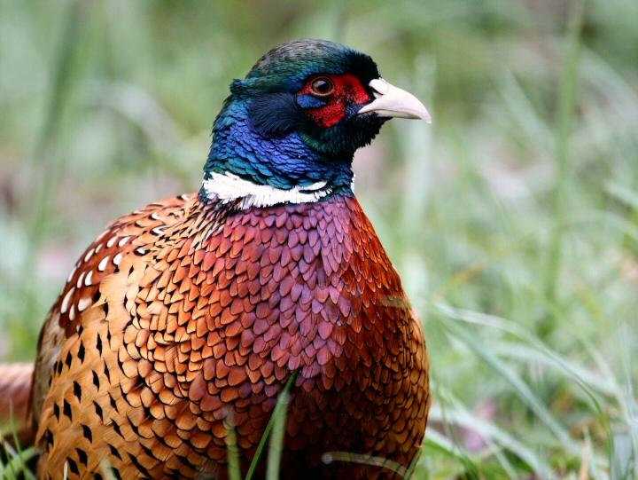 Ringneck Pheasant