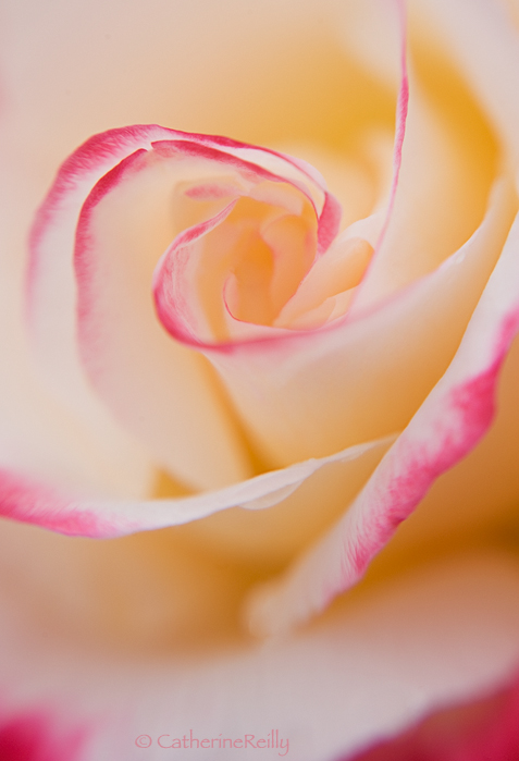Lipstick Edges