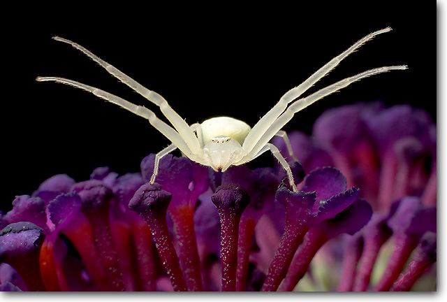 Crab Spider