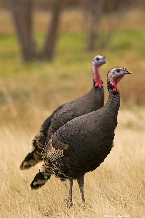 Turkey Day