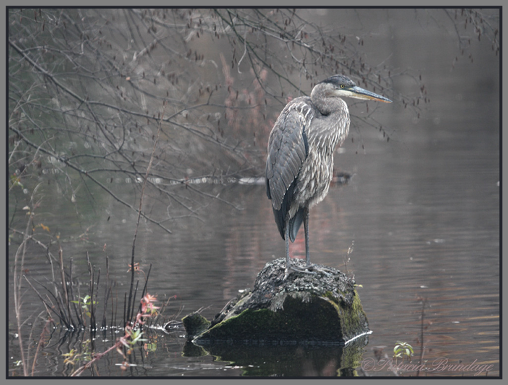 Great Blue Heron