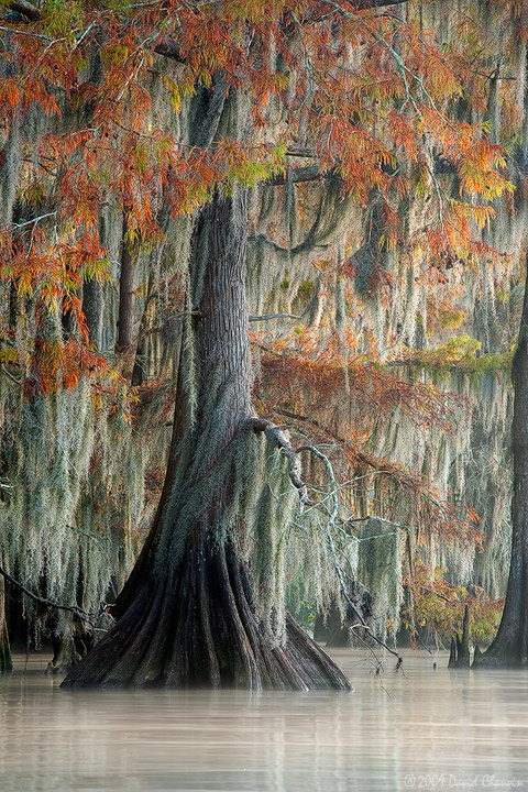 Cypress & Moss