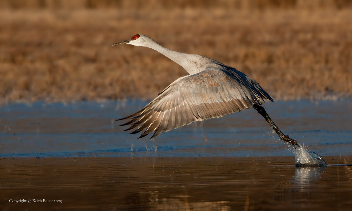 Bosque Crane Liftoff