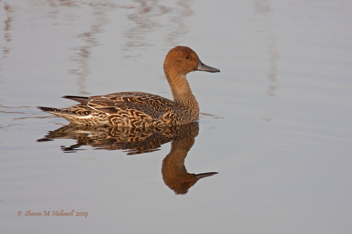 Pintail Hen