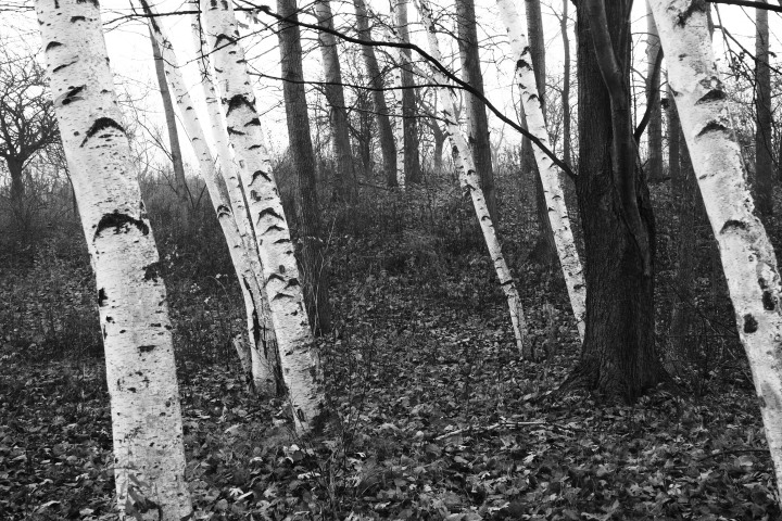 Lines Of Nature