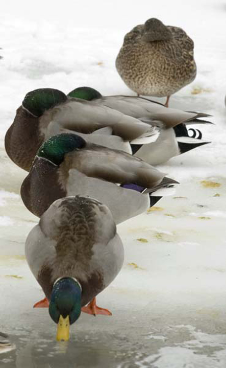 cold ducks