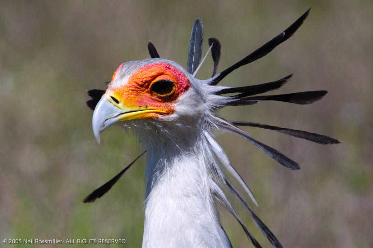 Secratary Bird