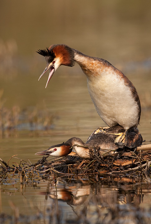 Mating GCG