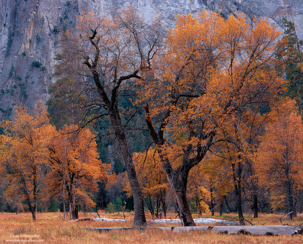 Yosemite Autumn #5's
