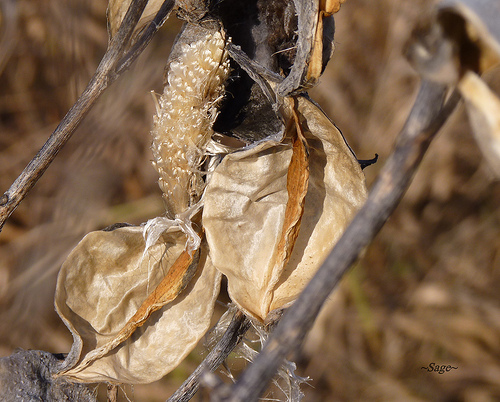  ~Milkweed Pod~