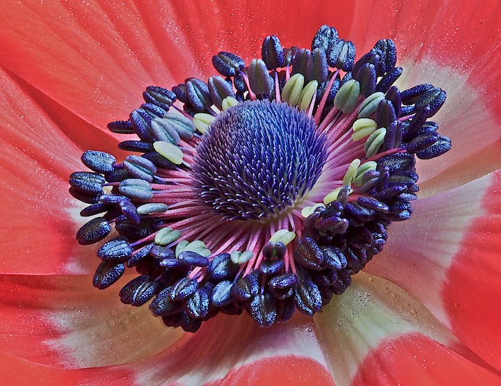 Red Anemone