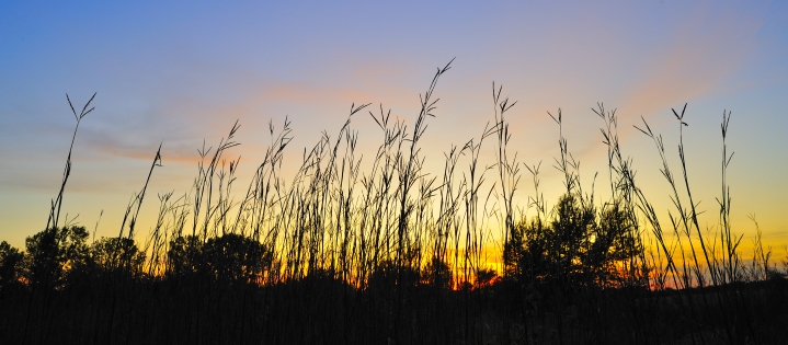 Bluestem Sunset