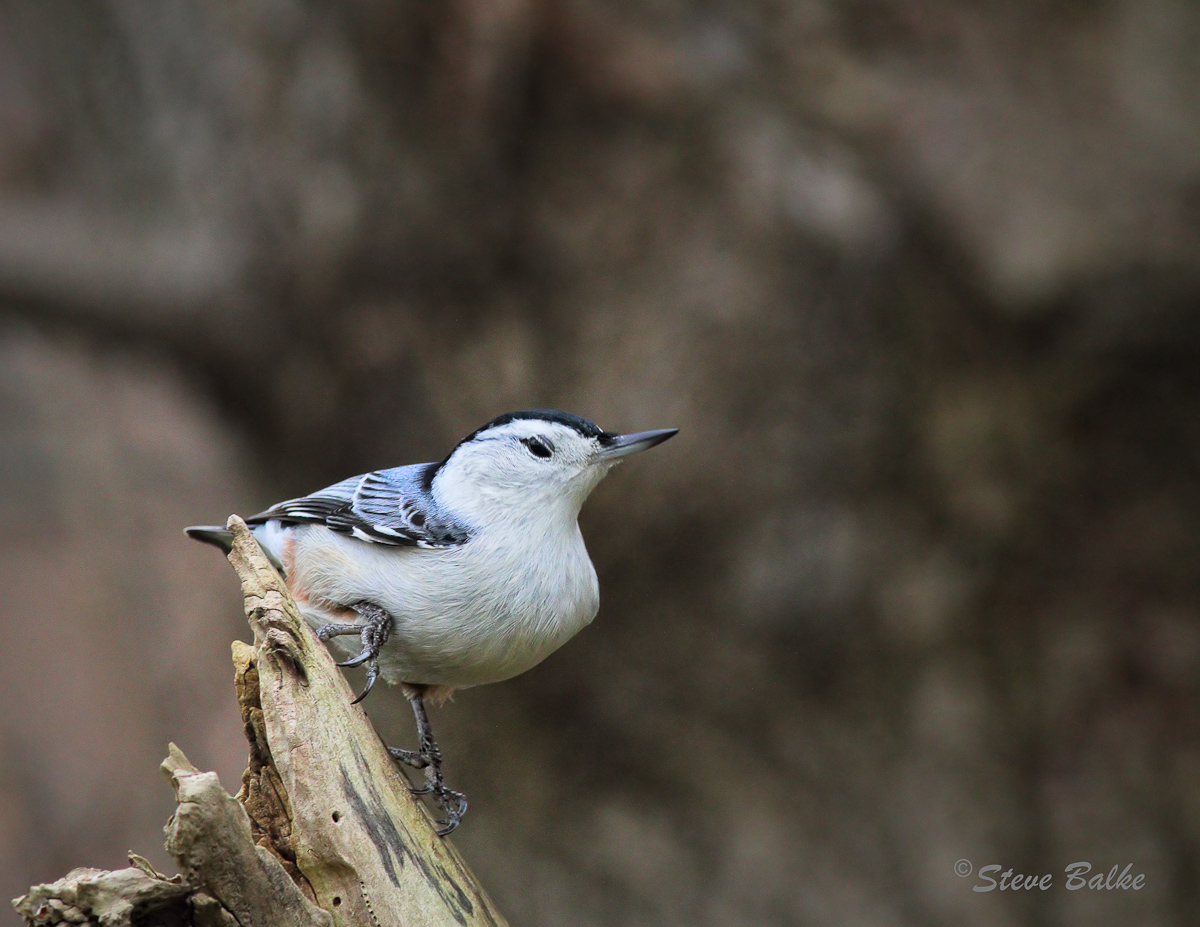 Nuthatch+Repost