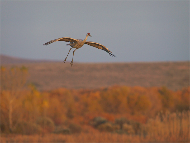 One Sandhill Kiting