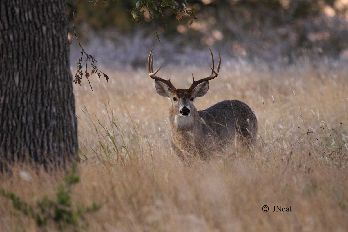 Busted Buck