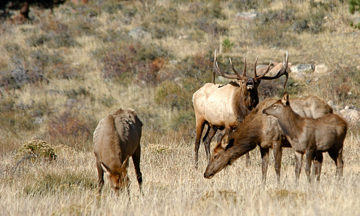 Bugling Bull and Cows