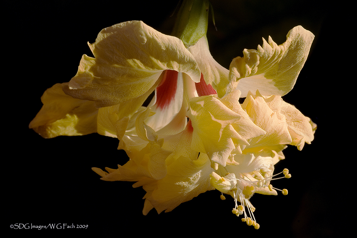 Flora Theme