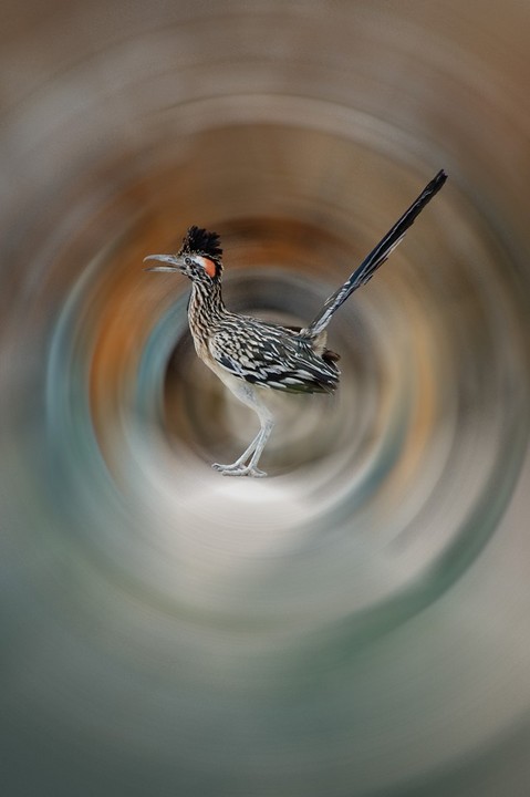 Whirlwind