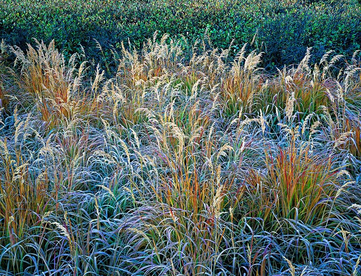 WC#408-Frosty Mtn Meadow