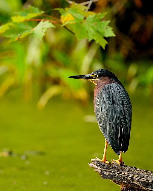 Green Heron