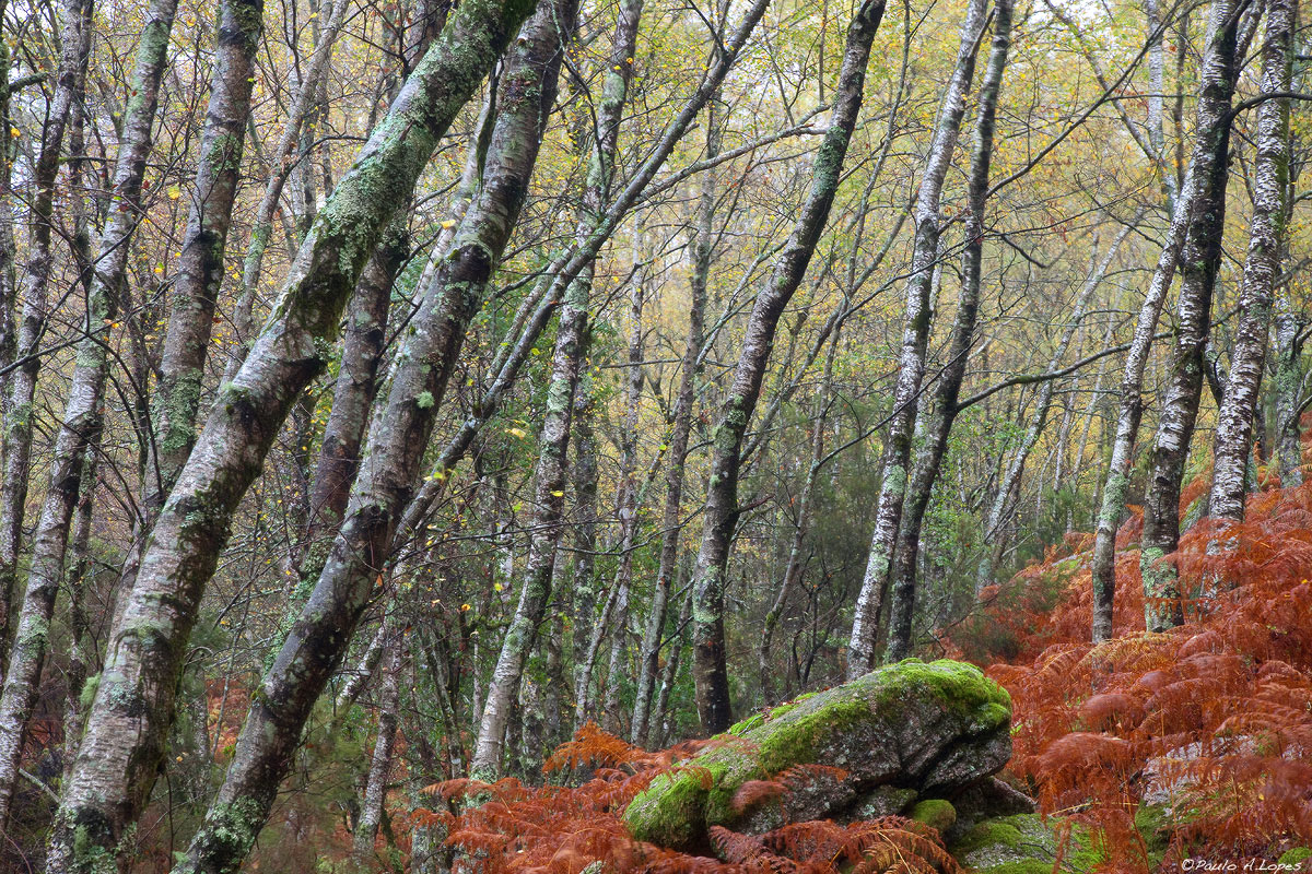 Magic Wood