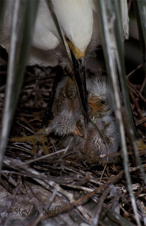 New Life