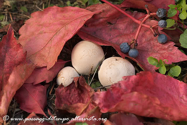 Puffballs
