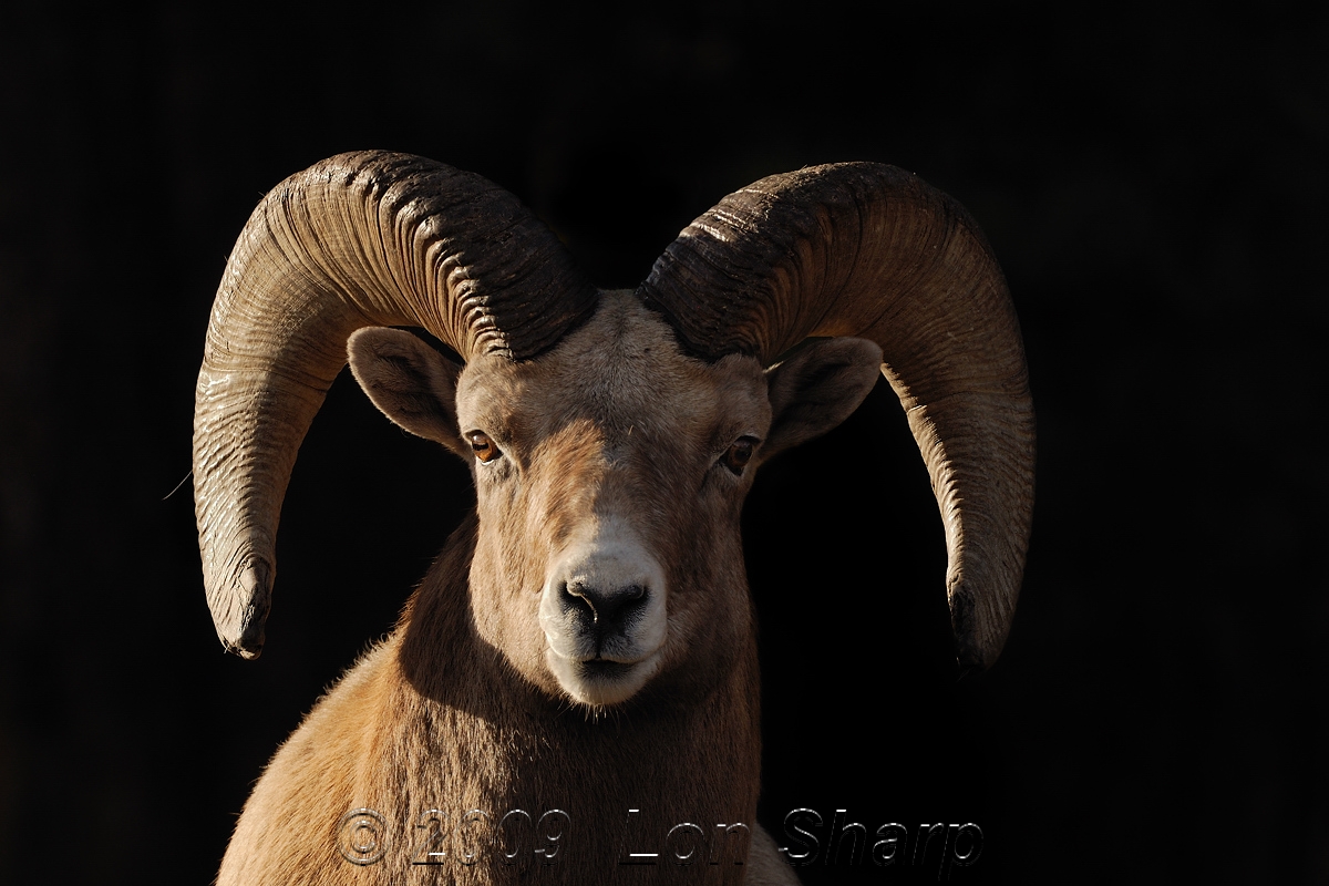  Ram + pre-process zoom