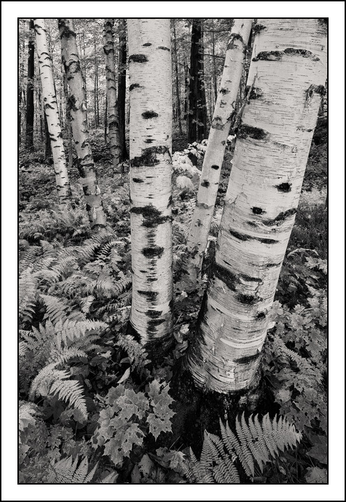 Stowe Birches