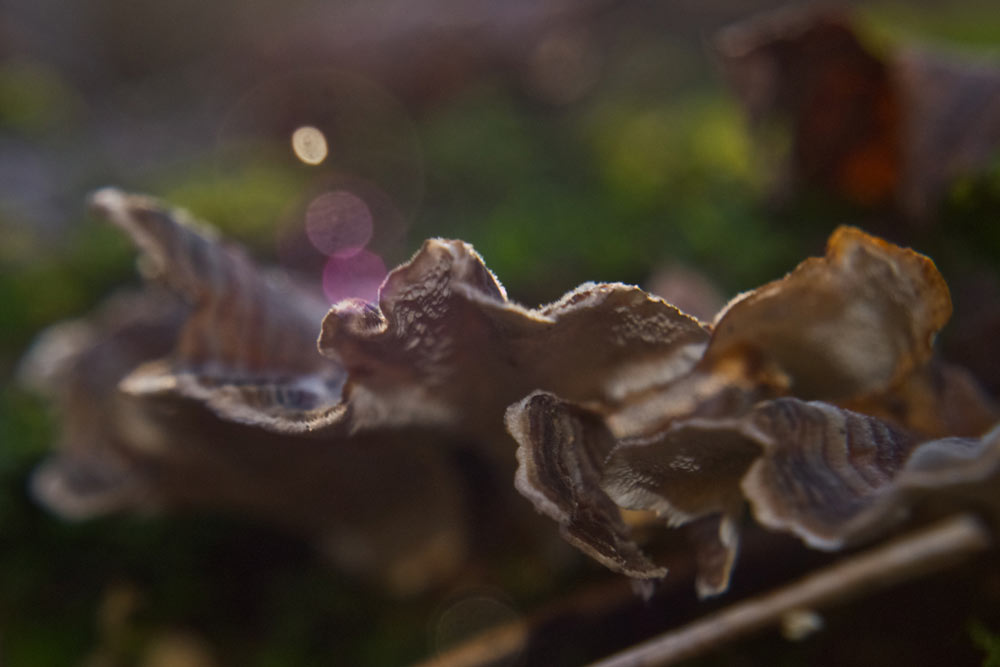 Mushroom Highlights