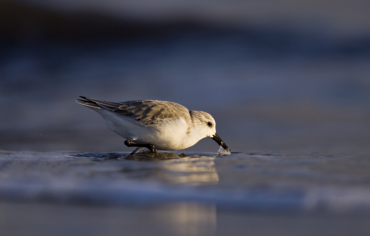 Sanderling Feeding