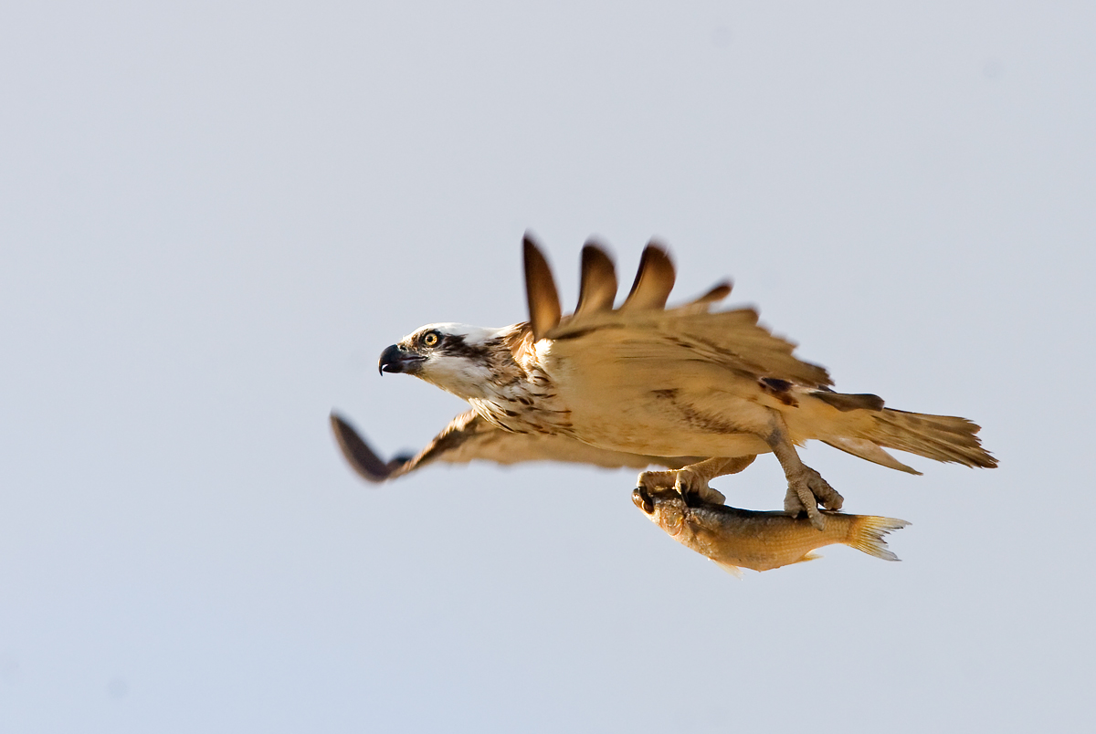 Osprey